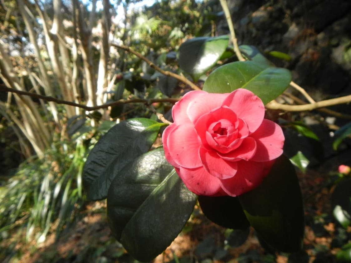 니콘 쿨픽스 Nikon Coolpix AW100 블랙 상품이미지6