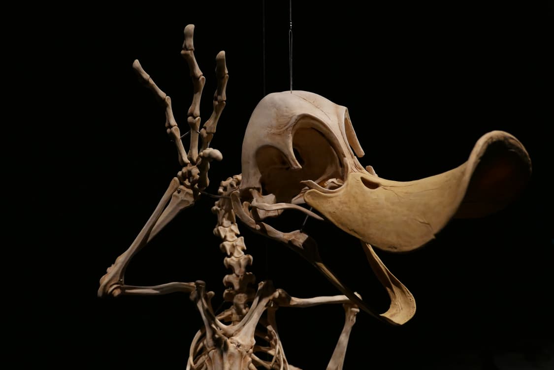 Leica d-lux 109 상품이미지9