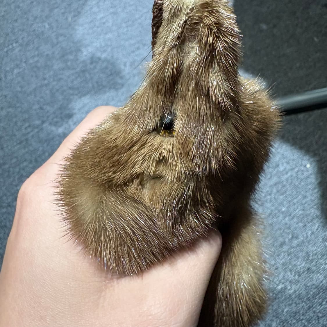 빈티지 족제비 모피 가죽 목도리 상품이미지3