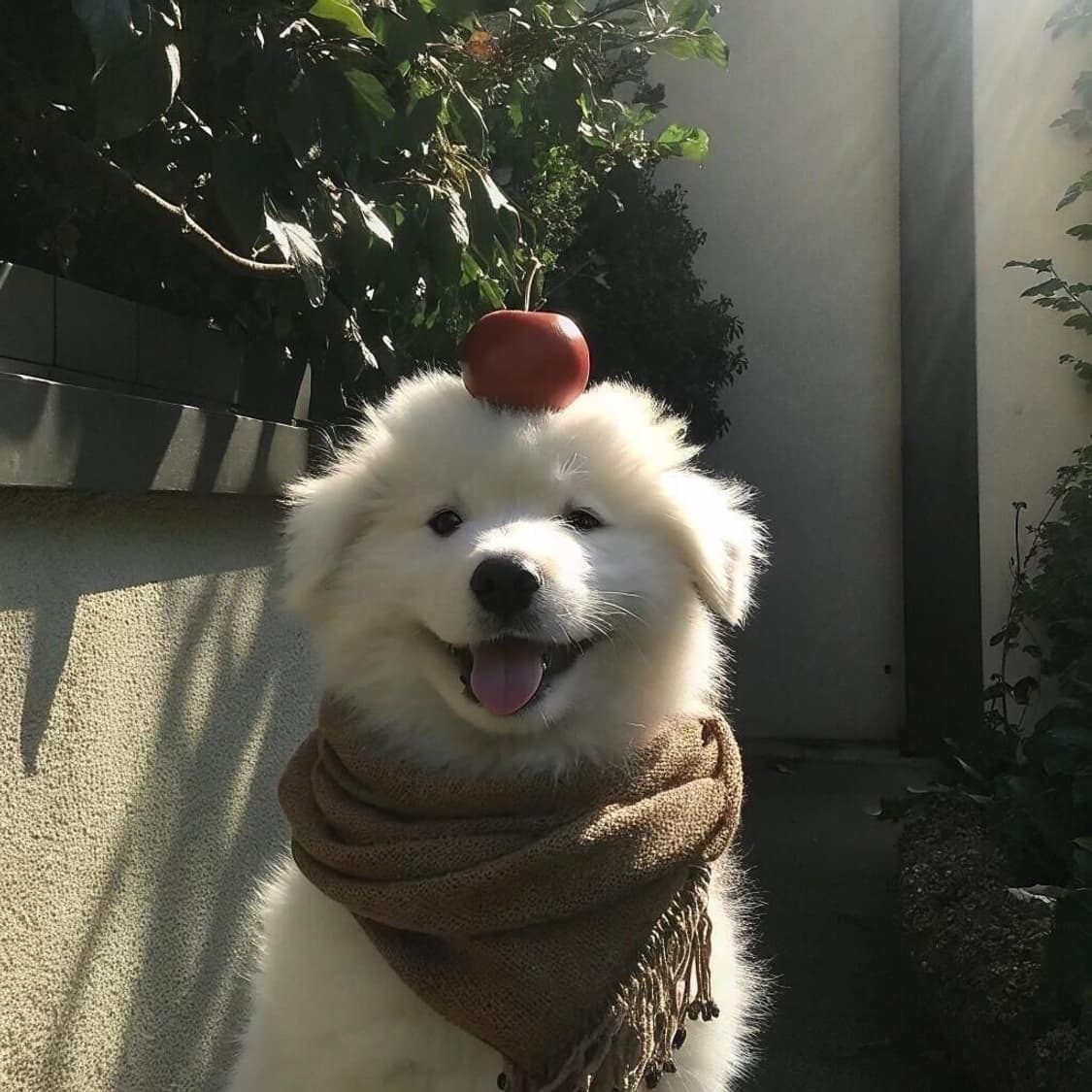 nandos님 결제창 상품이미지1