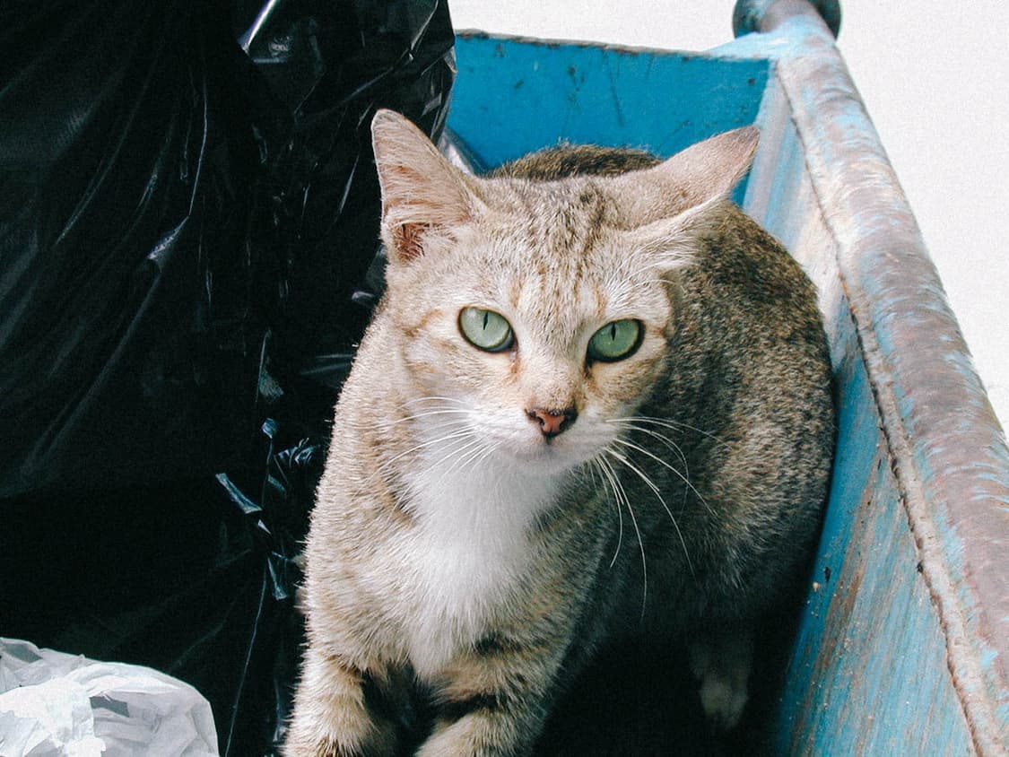 Fujifilm Finepix MX-1700Z 상품이미지10