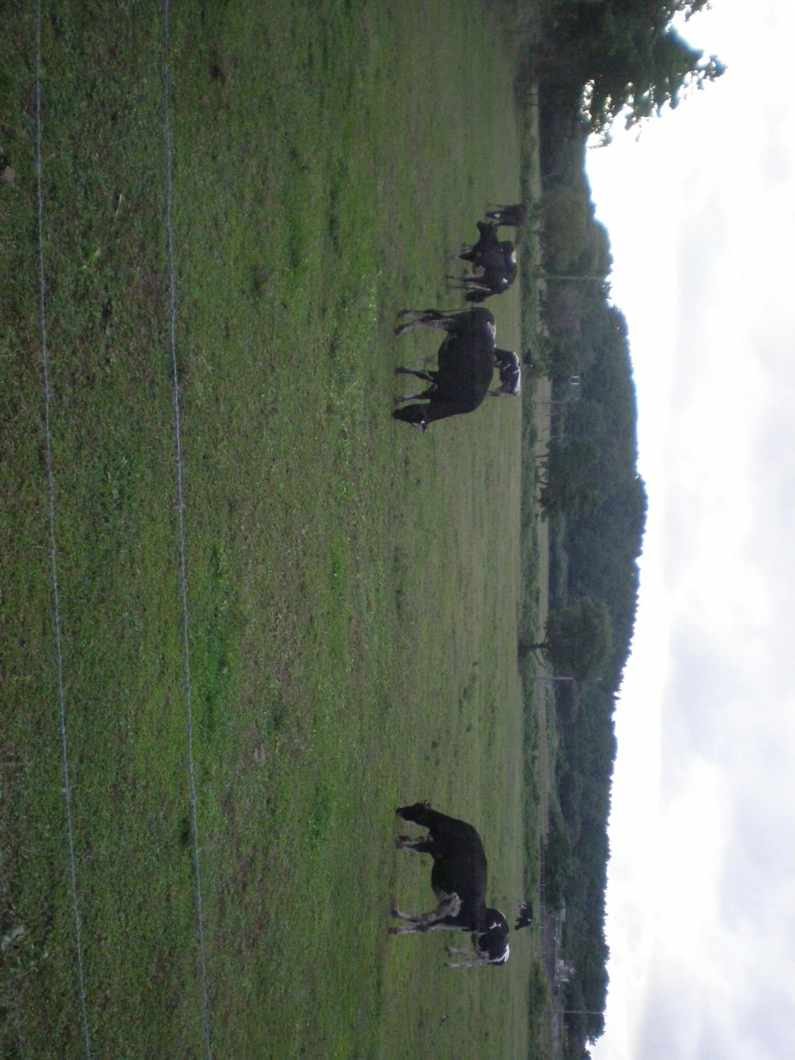 올림푸스x-790 디지털카메라 빈티지디카 상품이미지4