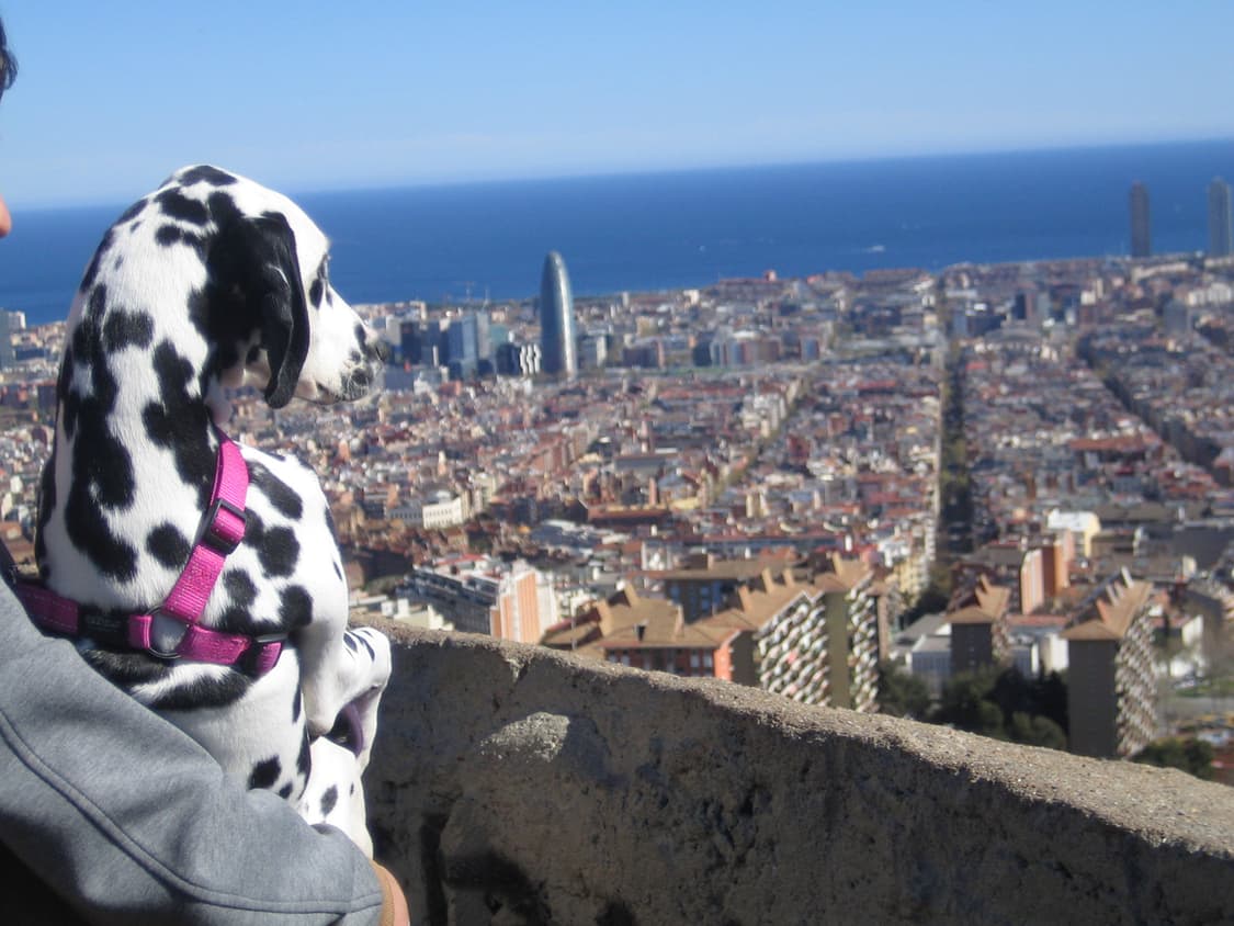 (한국어 지원) 캐논 IXY50 (IXUS40) 빈티지디카 디지털카메라 상품이미지8