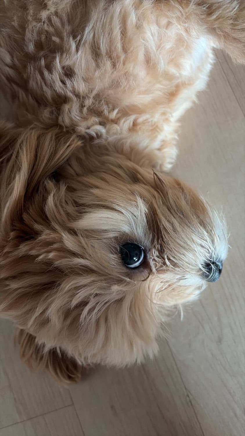 [24시 명품 최고가 매입] 루이비통 디올 보테가베네타 고야드 톰브라운 상품이미지1