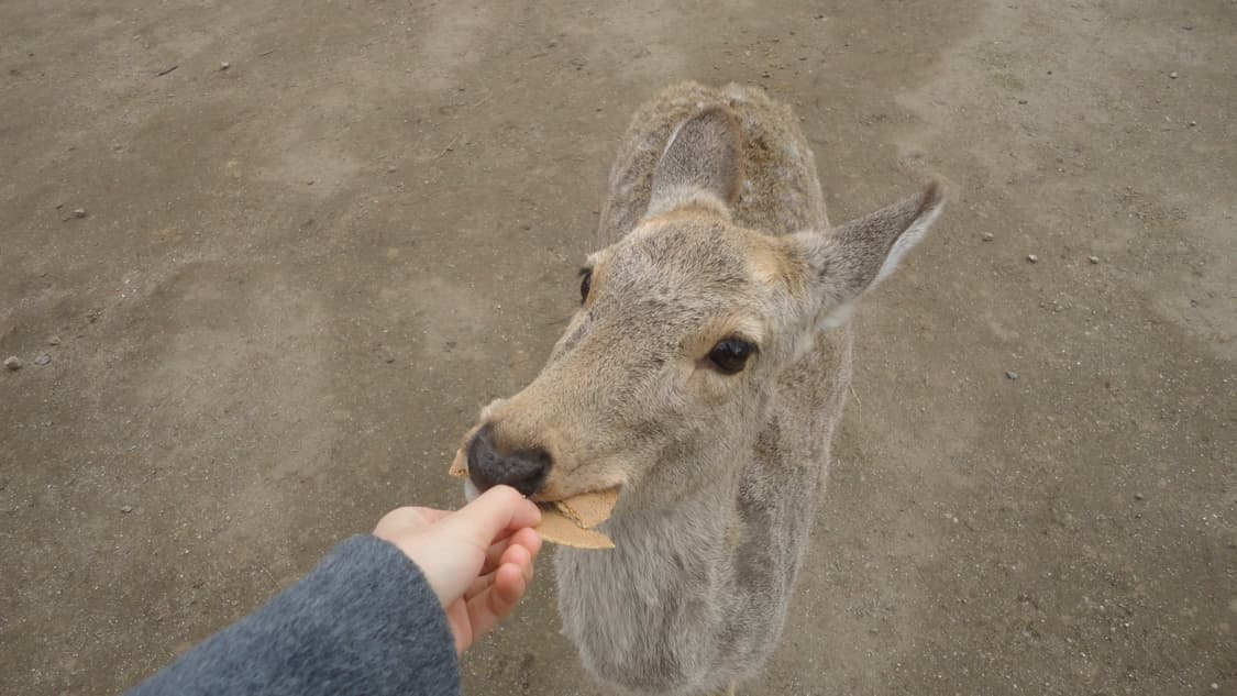 소니 사이버샷 DSC-W350 디카 (작례있음) 상품이미지4