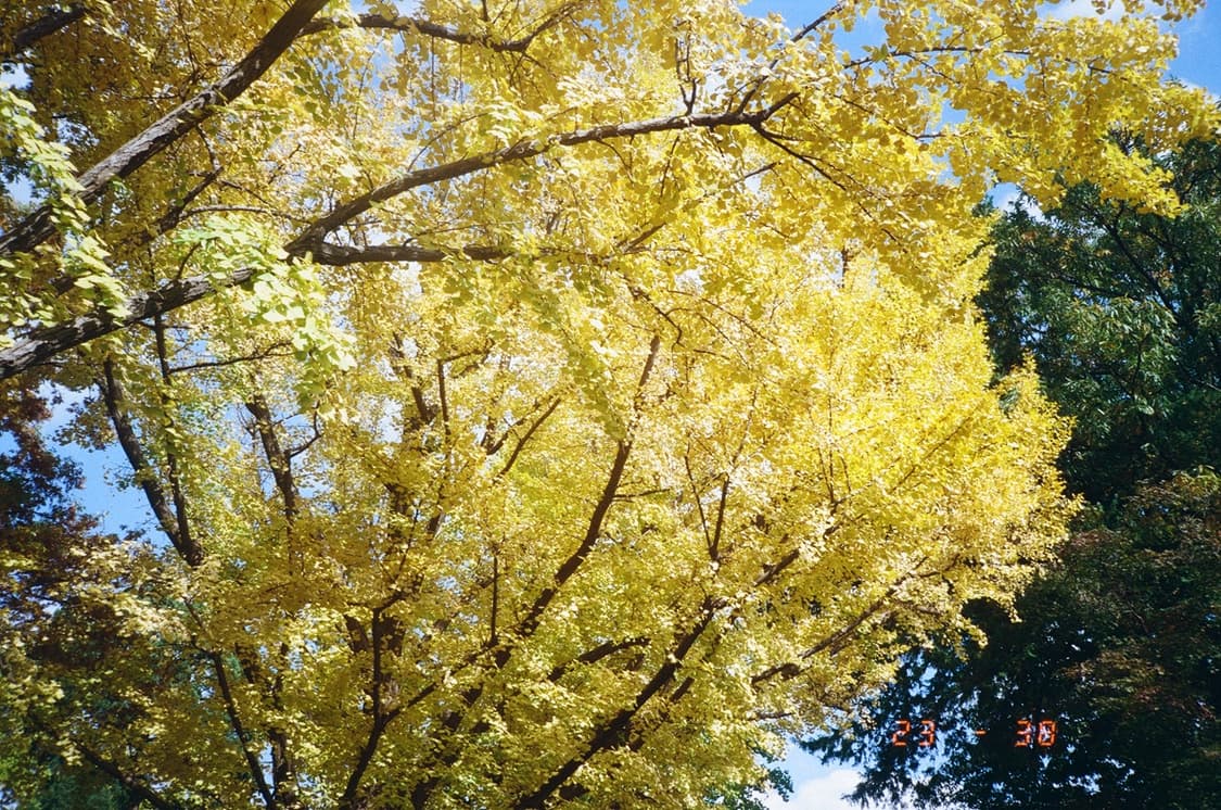 오늘만 이 가격 /FUJI Tele Cardia후지 텔레 필름 카메라 상품이미지4