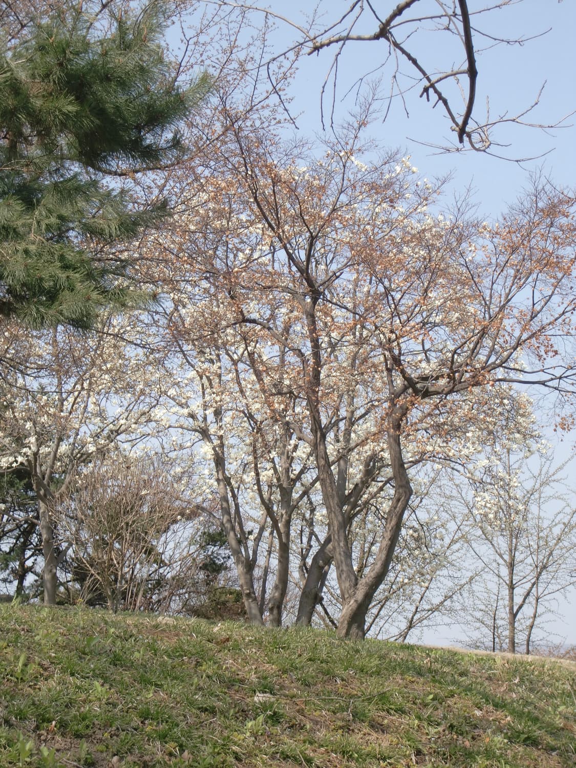 입문&강추!) Casio Exilim EX-Z700 디카 카메라 상품이미지3