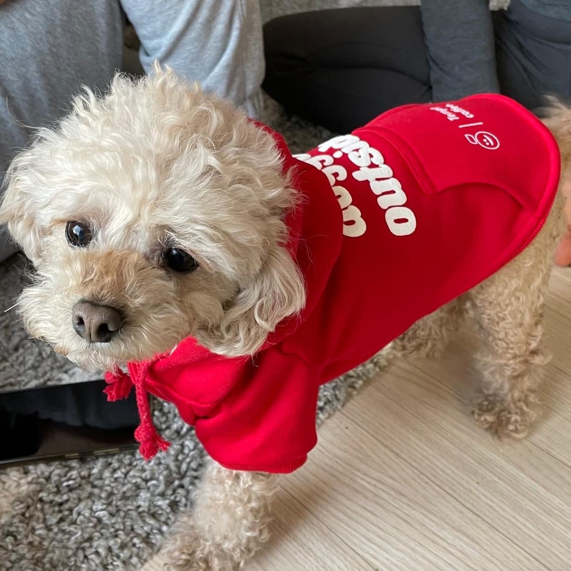 damndaniel 강아지 고양이 후드티  상품이미지2