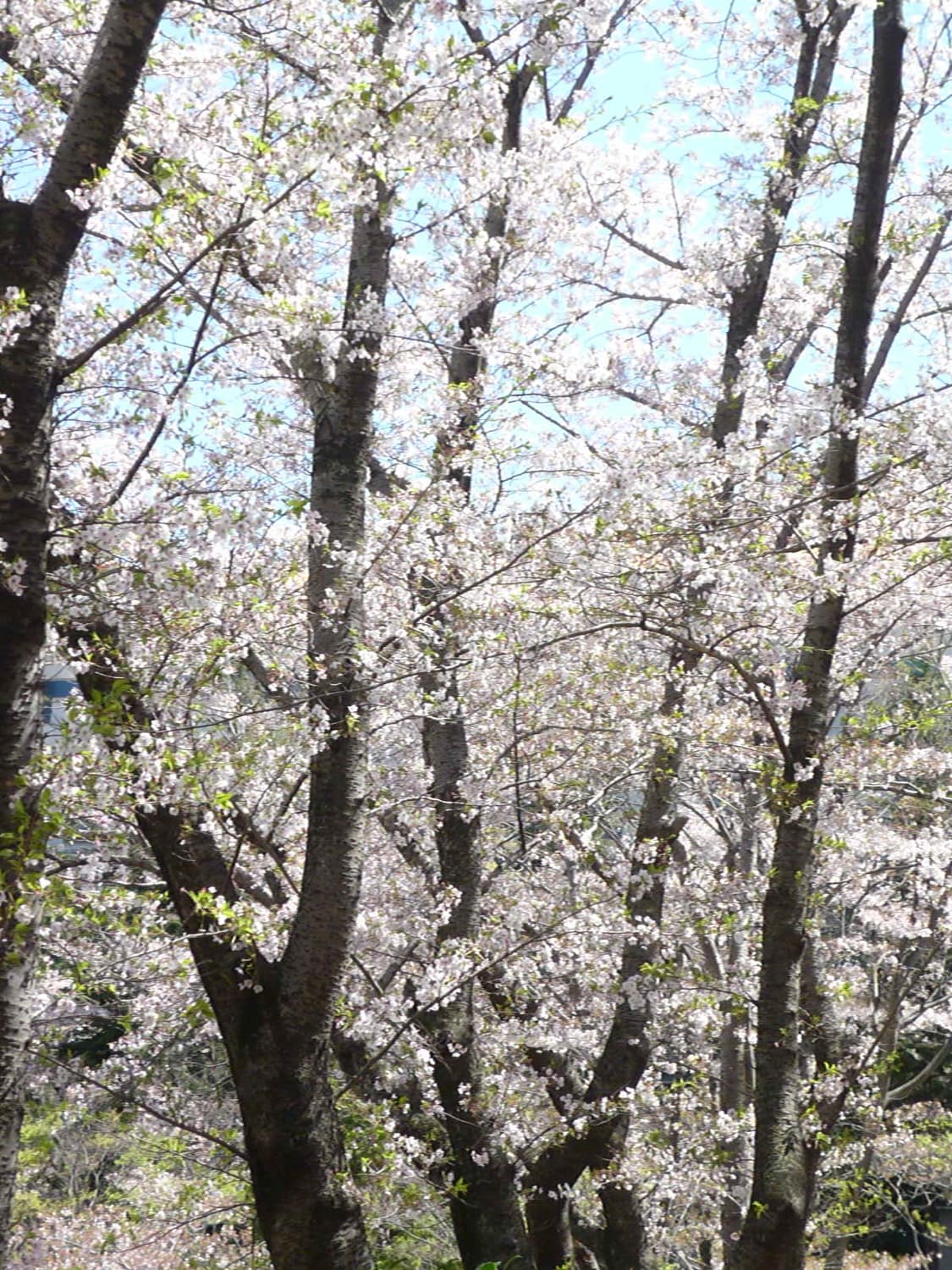 컨디션S급❗️ 작례⭕️ 파나소닉 루믹스 DMC-FS3 블랙 디지털카메라 상품이미지7