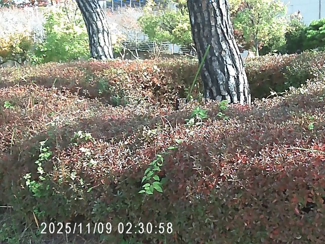 매뉴얼 홀로카메라 핑크색 상품이미지8