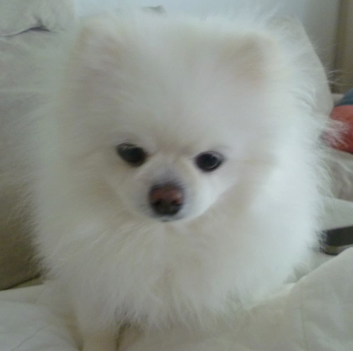 파나소닉 루믹스 dmc-fs10 Panasonic Lumix 상품이미지2