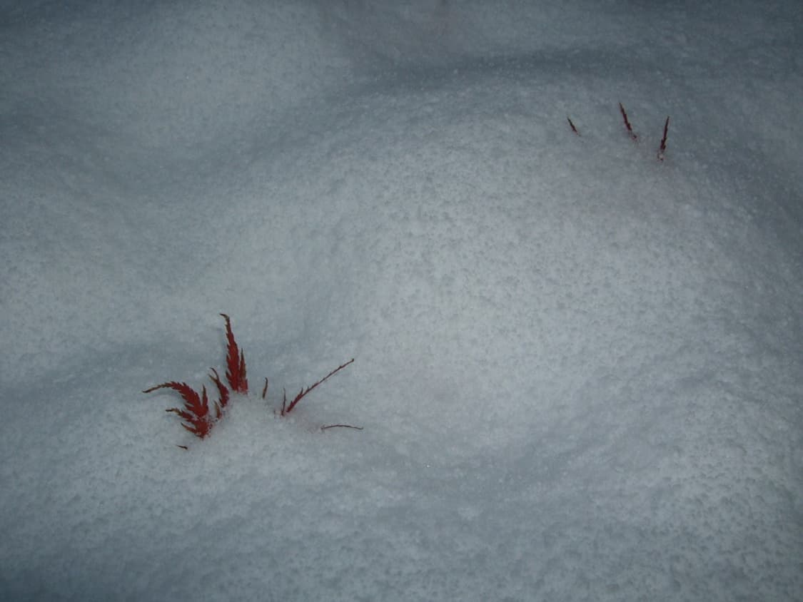 후지필름 FUJIFILM FinePix F50fd 블랙 상품이미지2