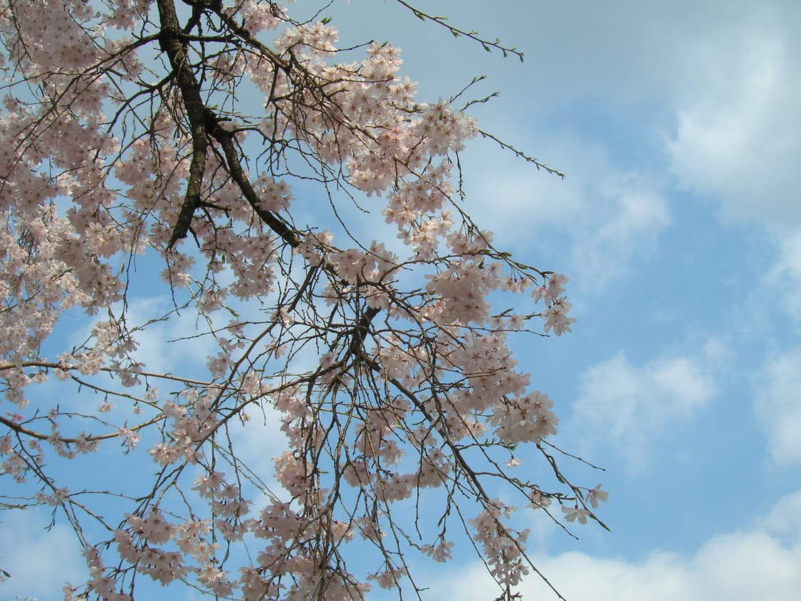 풀박, 작례O) 니콘 쿨픽스 5600 Nikon Coolpix 5600 상품이미지9