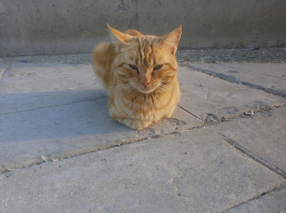 [인플루언서&레어!] 후지필름 Finepix F440 디지털카메라 상품이미지8