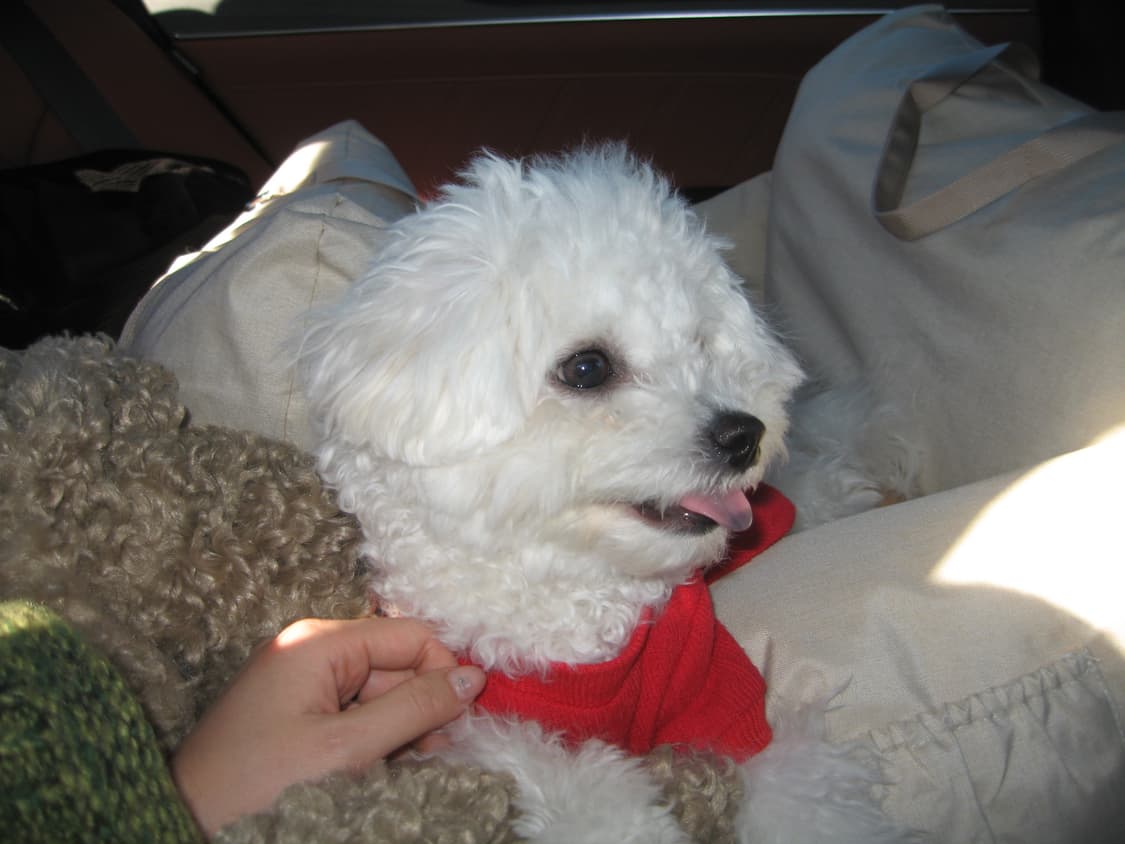 캐논 익서스 750 ixus 750 아일릿 원희 디카 상품이미지6