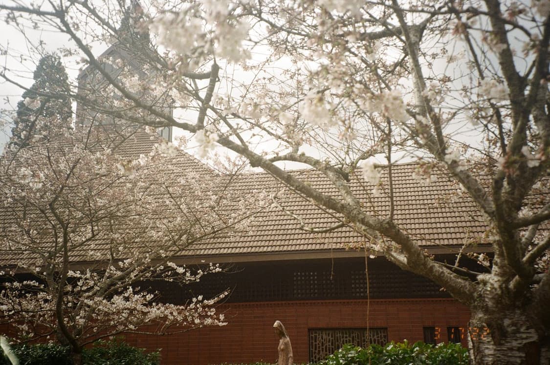 작례O 스냅추천 삼성 케녹스 맥시마 줌 140 glm 필름카메라 빈티지  상품이미지6
