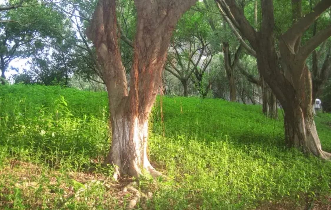 캐논 익서스 750 ixus 원희 디카 상품이미지8