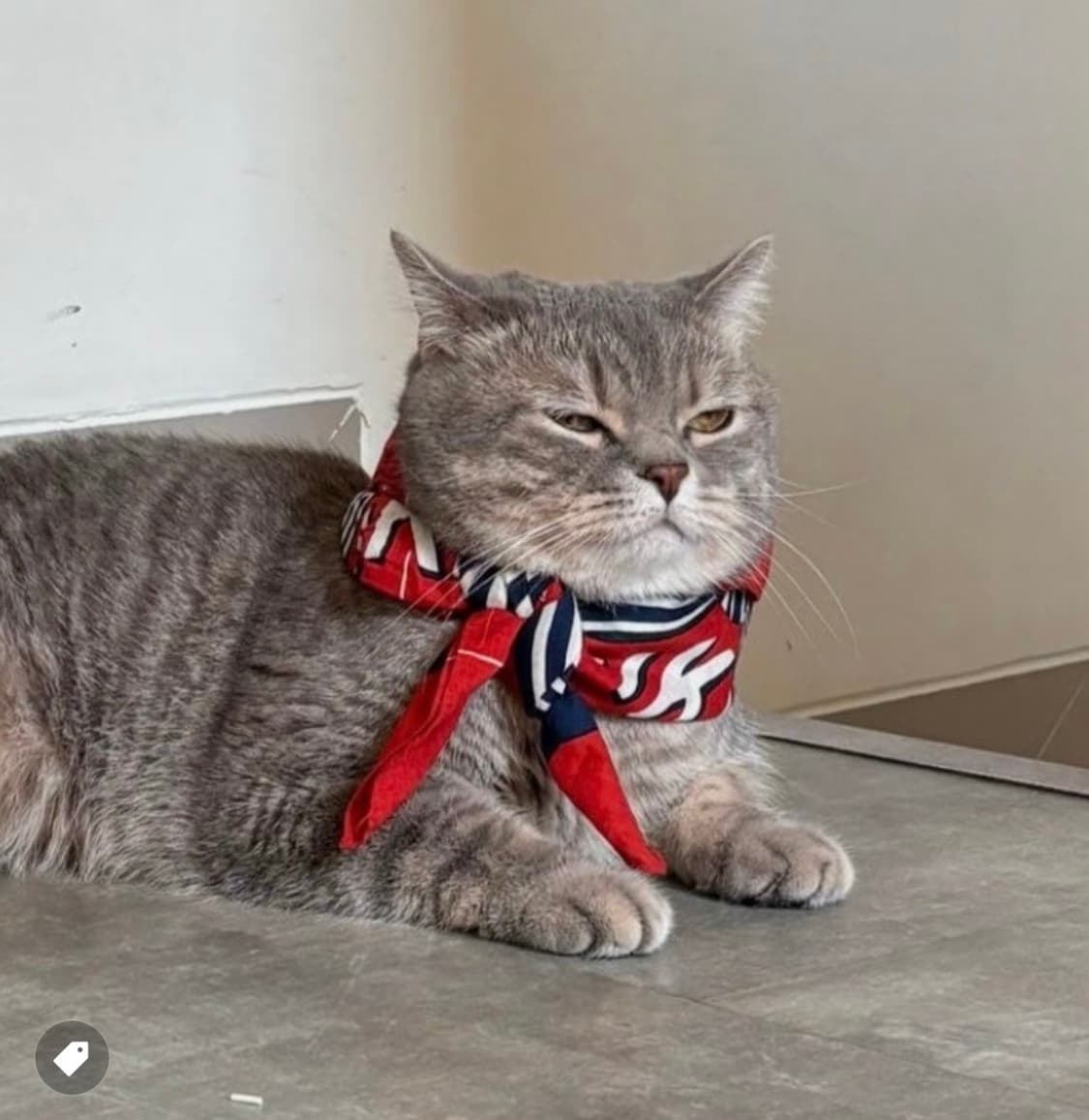 새상품)) 캐피탈 고양이 반다나 (블랙, 레드) 판매합니다  상품이미지4