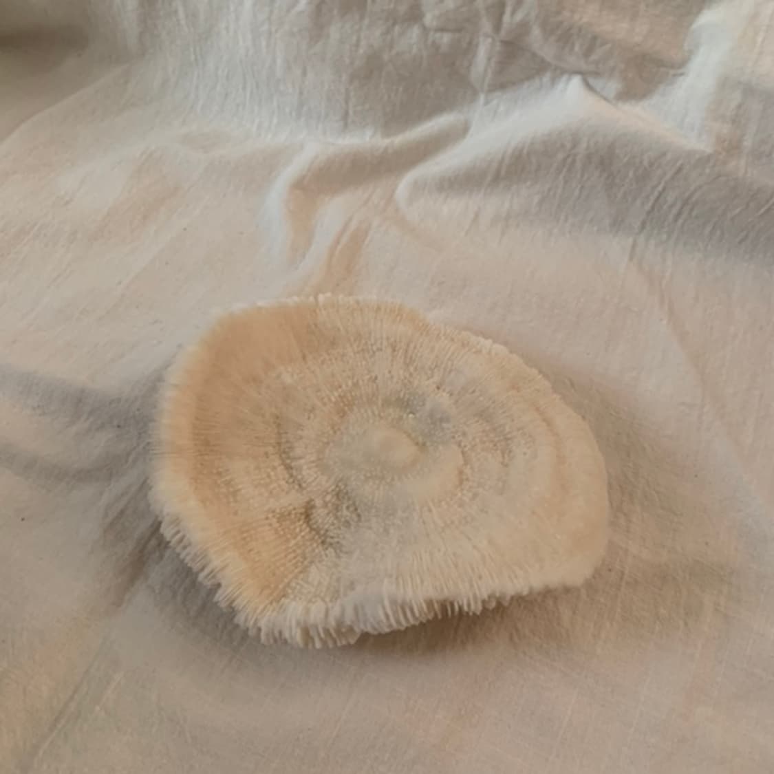 Round Coral Objet (S) 상품이미지5