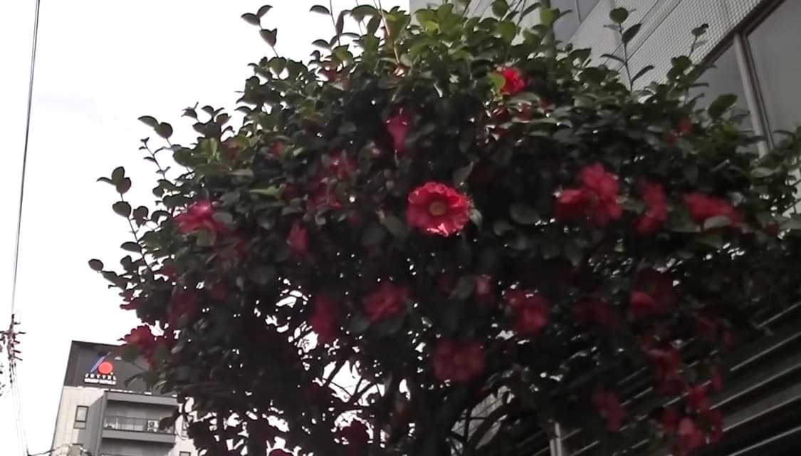 JVC GZ-E220 캠코더 작례0 상품이미지8