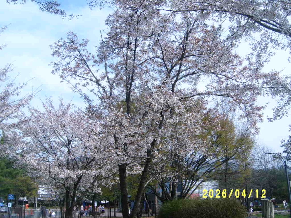 삼성 케녹스D3100(d470)디카 상품이미지6