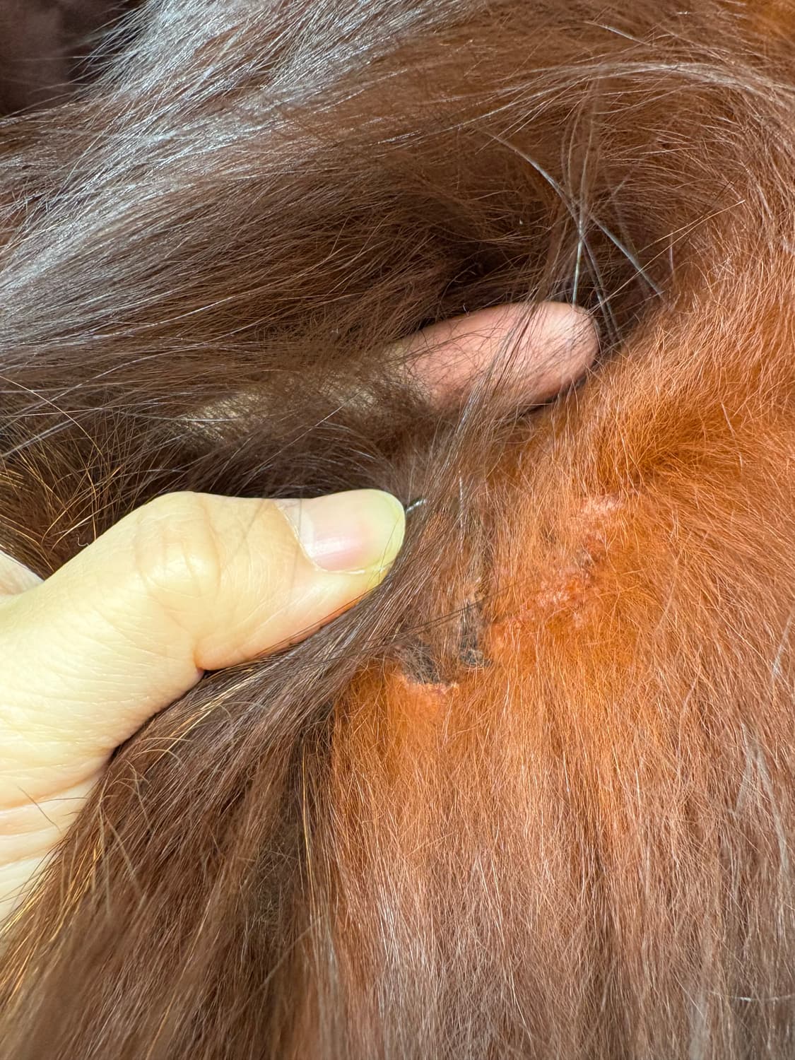 사가 폭스 퍼  상품이미지5