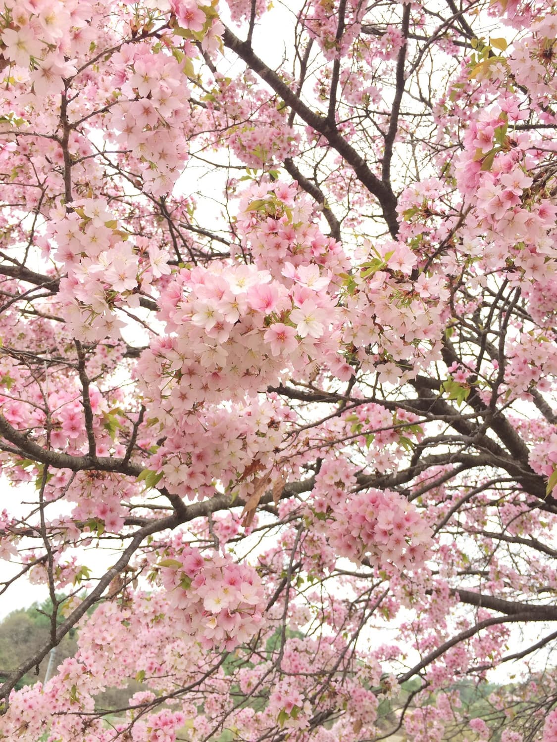 아이폰6 64기가 그레이 배터리성능 100% 상품이미지5