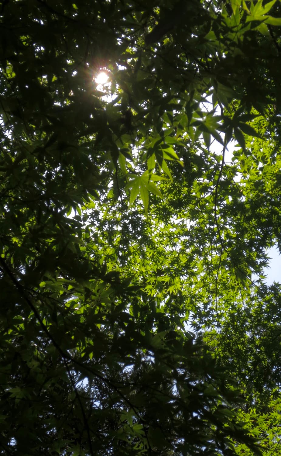 캐논 IXY 430F 핑크 디지털 카메라 상품이미지6