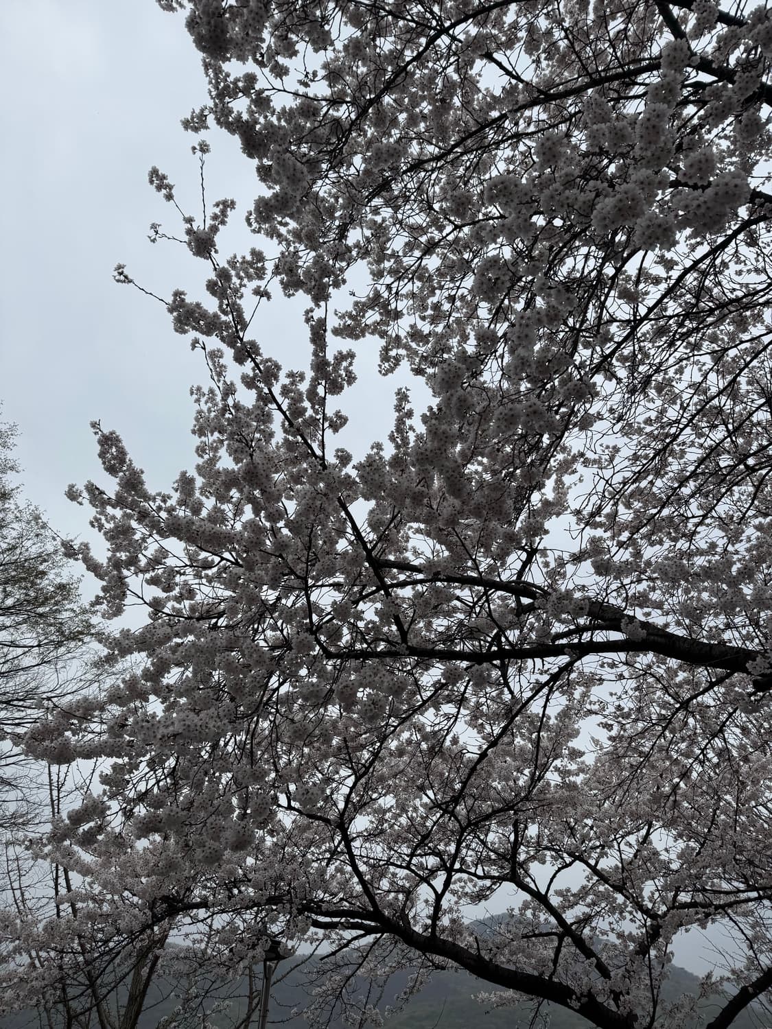 아프레쎄 분할결제 2 상품이미지1