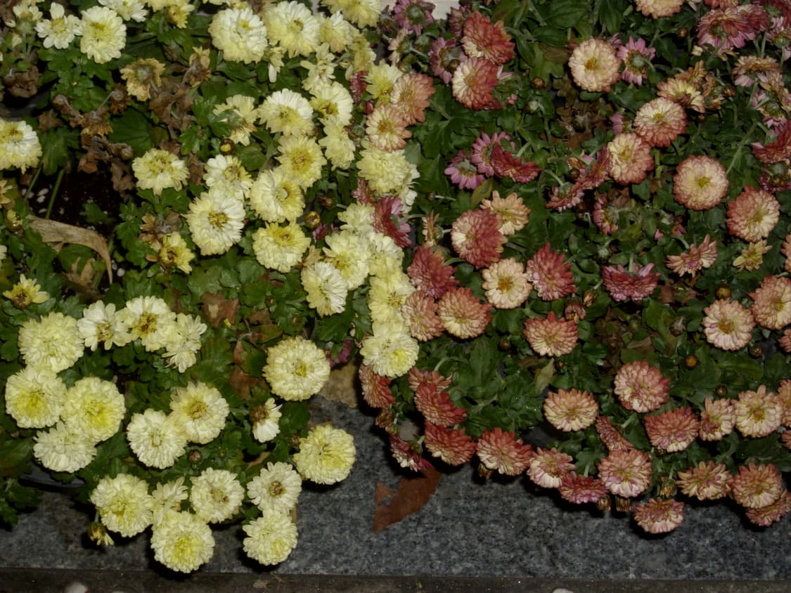 작례) Agfaphoto dc-1030p 아그파포토 아그파 빈티지 디카 상품이미지10