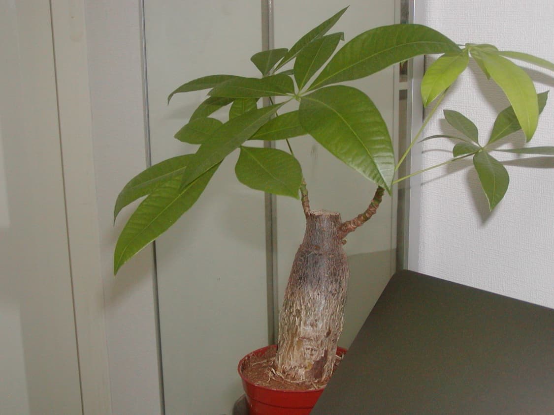 올림푸스 카메디아 C-700 빈티지 디지털카메라 상품이미지9