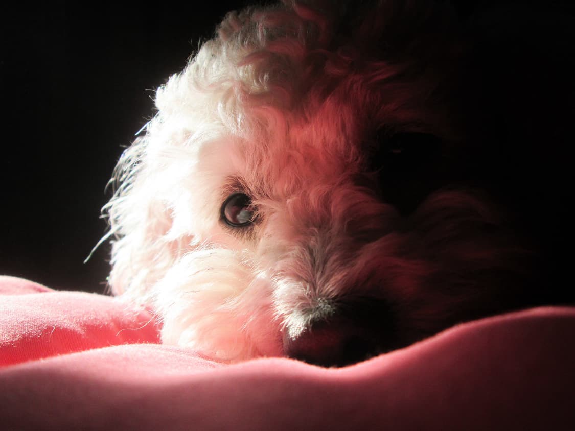 (딸기우유색) 캐논 파워샷 a2600 빈티지 디카 디지털카메라 상품이미지8