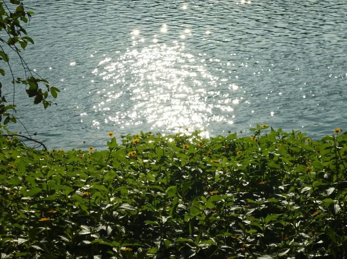 파너소닉 루믹스 Panasonic LUMIX DMC-S1 디지털카메라 상품이미지5