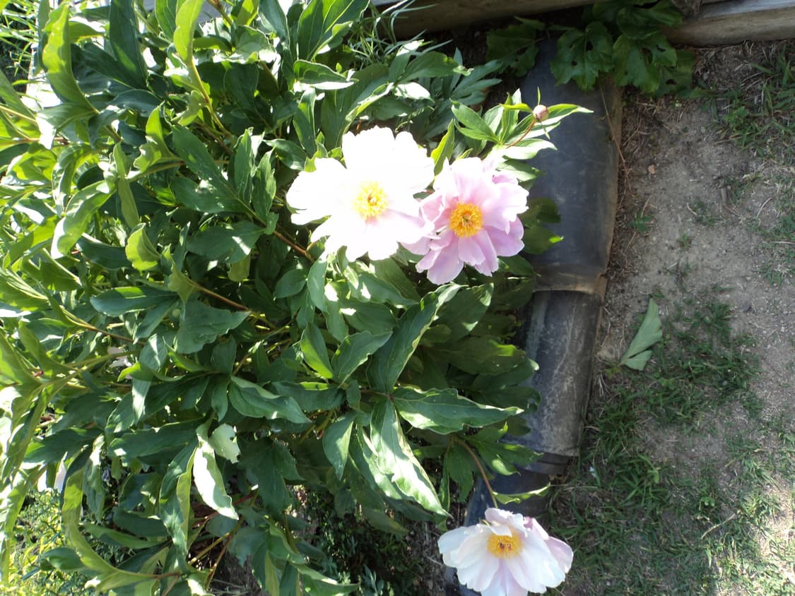 Sony syber-shot DSC-W310 PinkRose 풀박스 상품이미지9