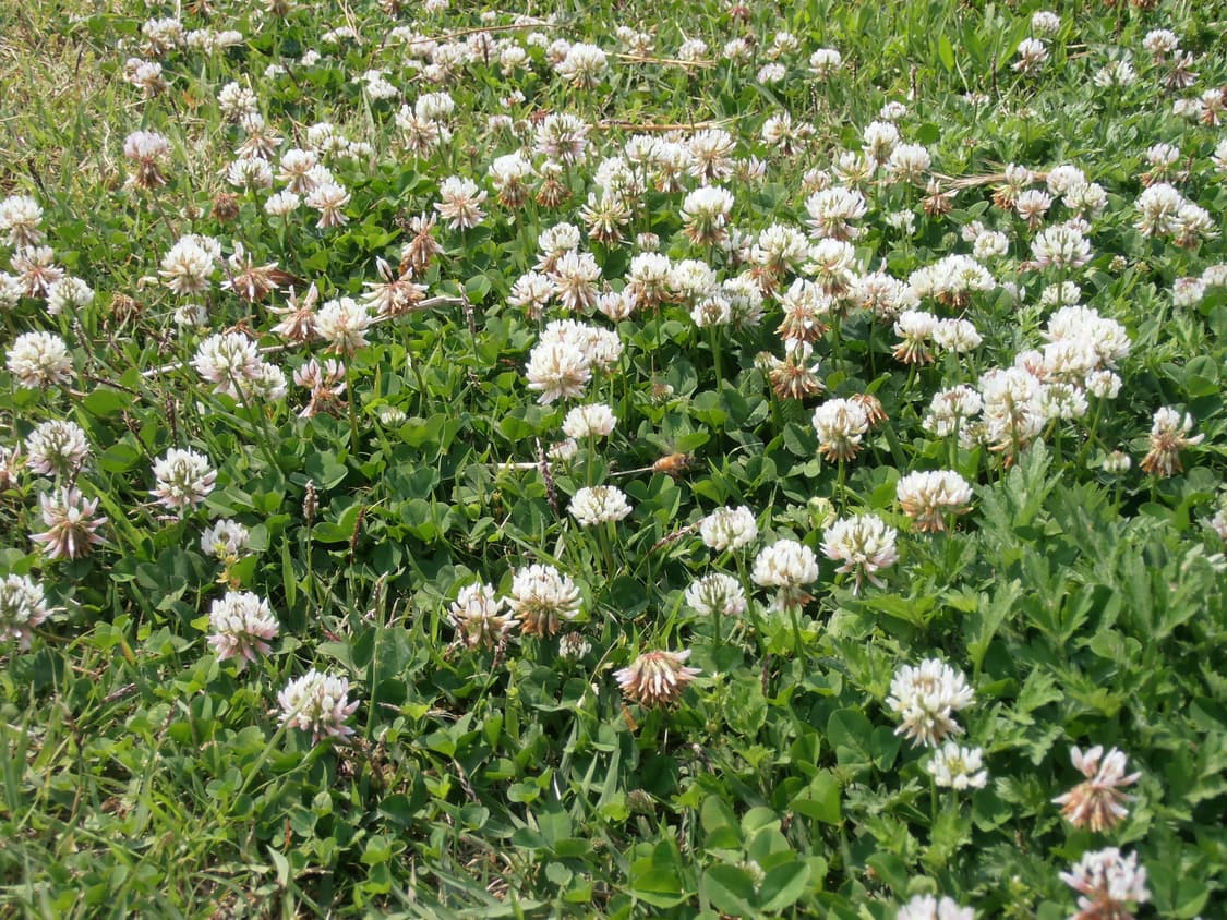 올림푸스 VR-330 디카//작례O 상품이미지4