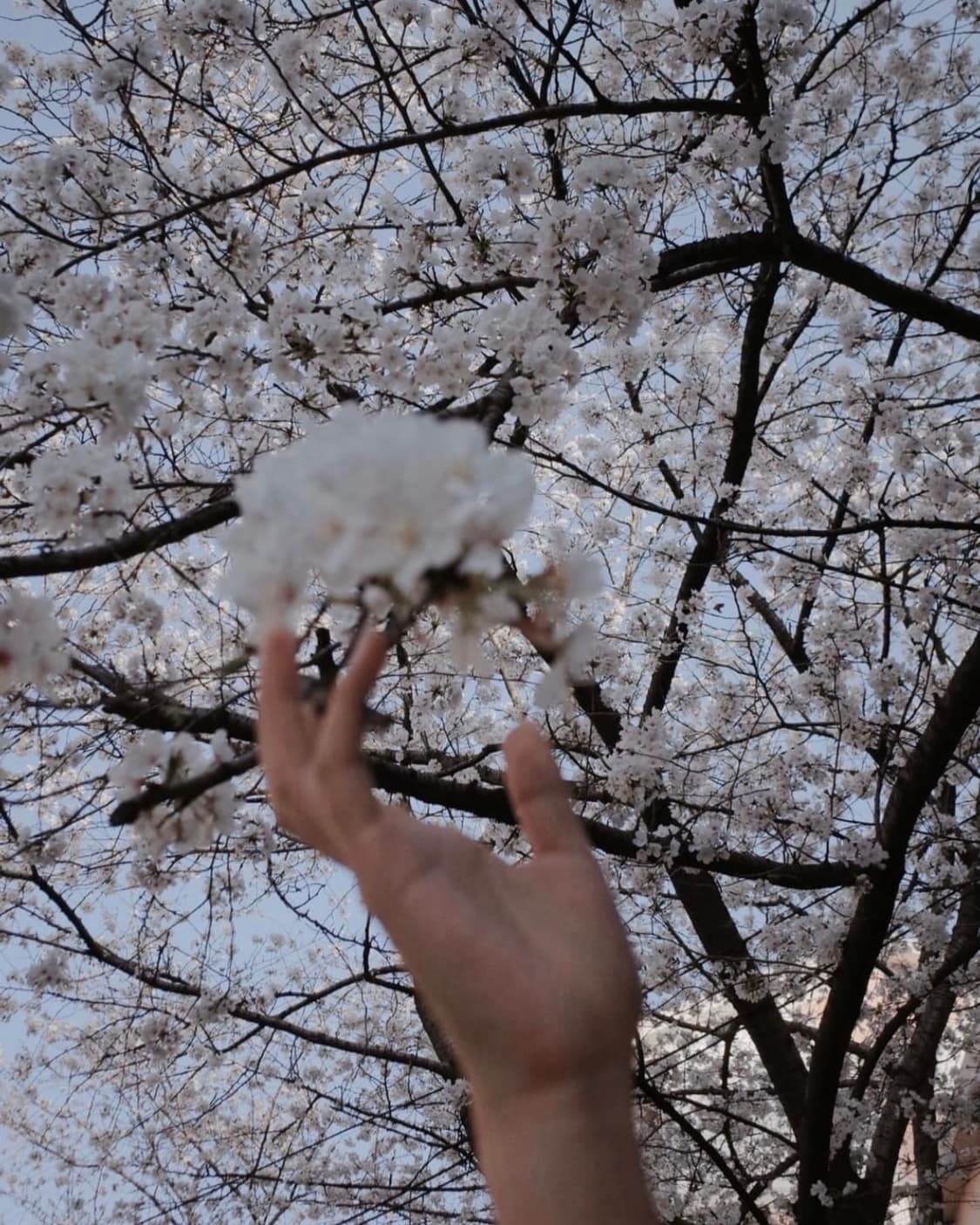 A급) 캐논 익서스 850 CANON IXUS 850 빈티지 디카 상품이미지5