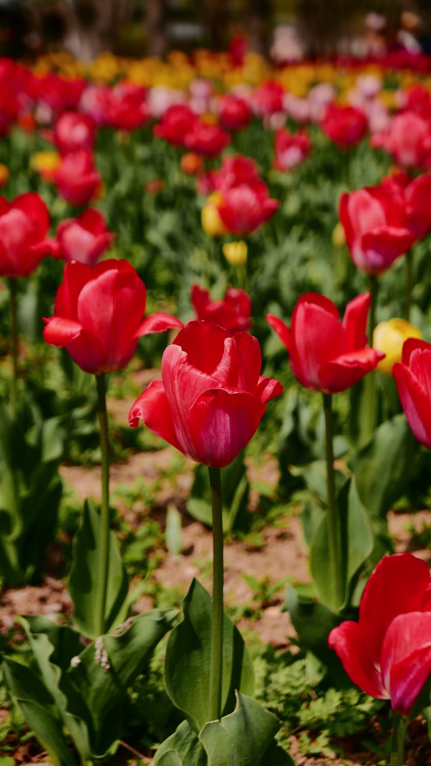 [작례O] 라이카 d-lux 109 빈티지 디카 상품이미지8