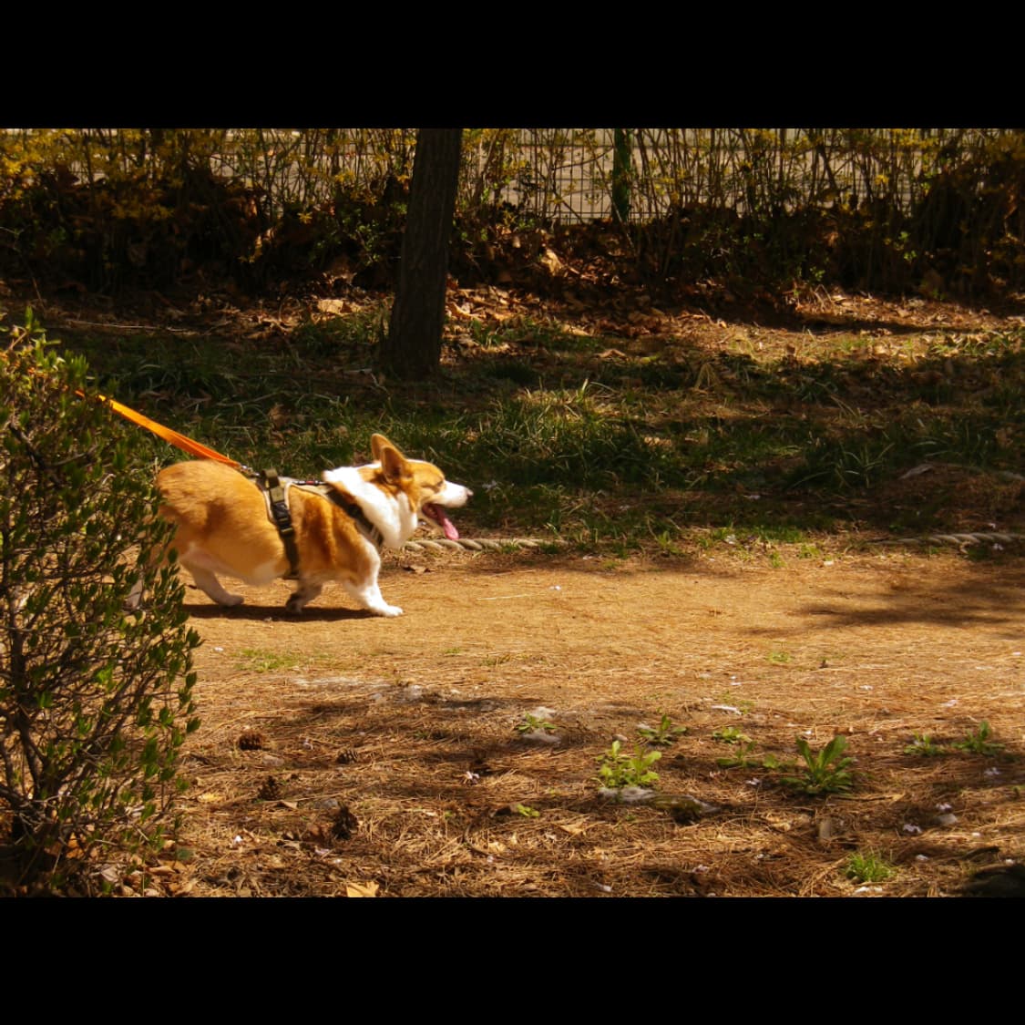 작례⭕️ 펜탁스 옵티오 RZ10  자연피부톤 ✨뽀용 🌸 상품이미지6