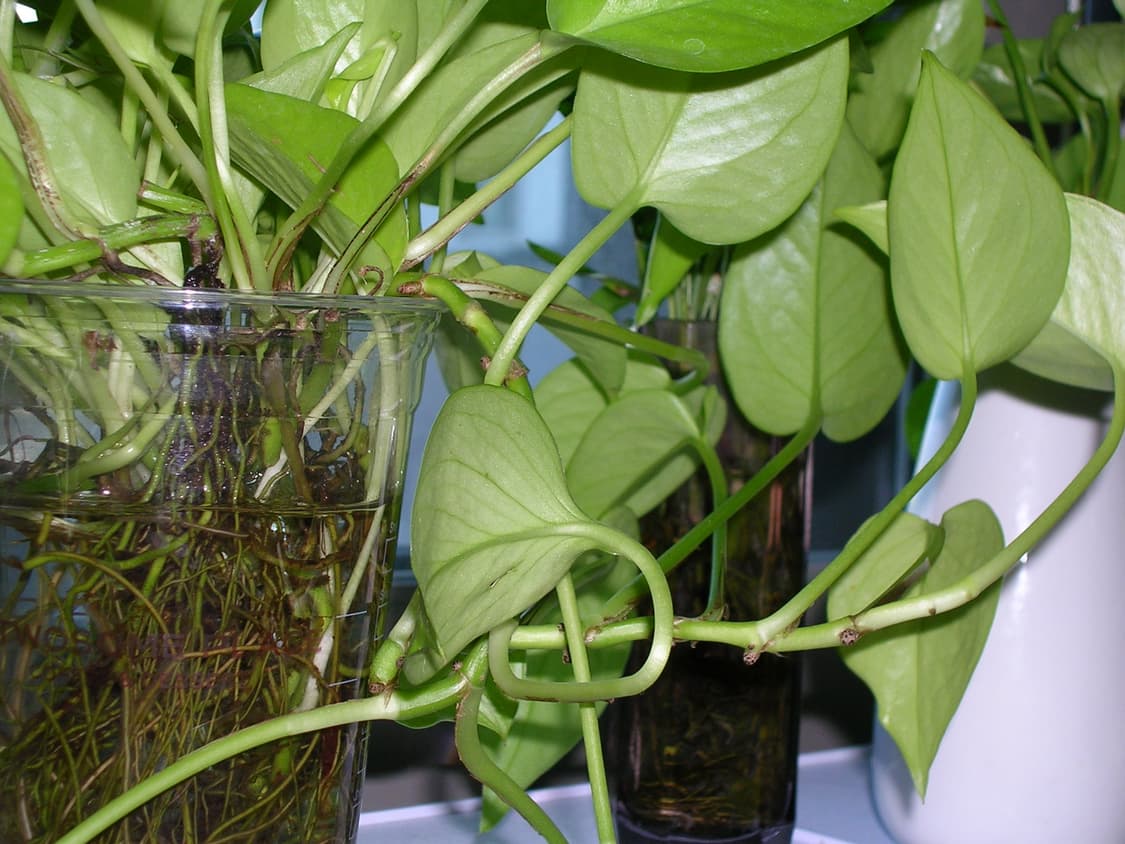 [근본 실버🩶] 니콘 쿨픽스 3200 빈티지 디카 nikon 상품이미지6