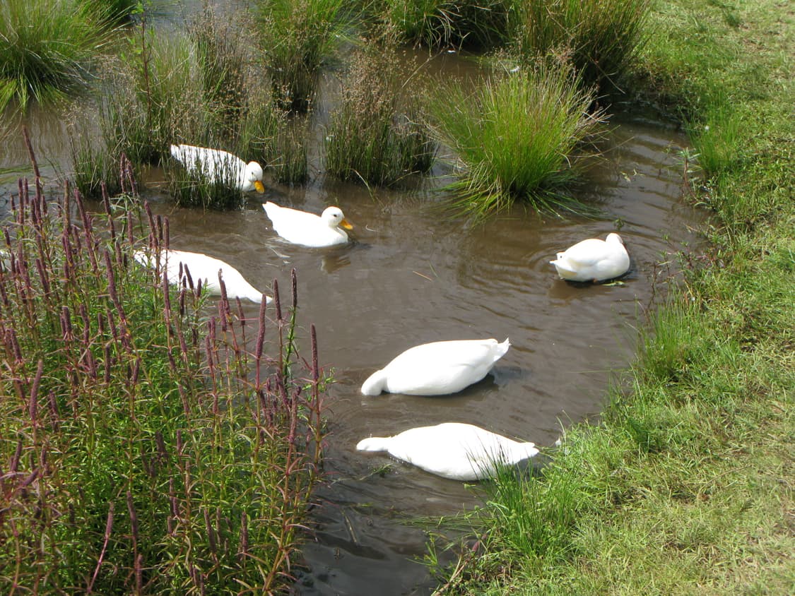 캐논 파워샷 G9 디지털 카메라 풀박스 상품이미지6