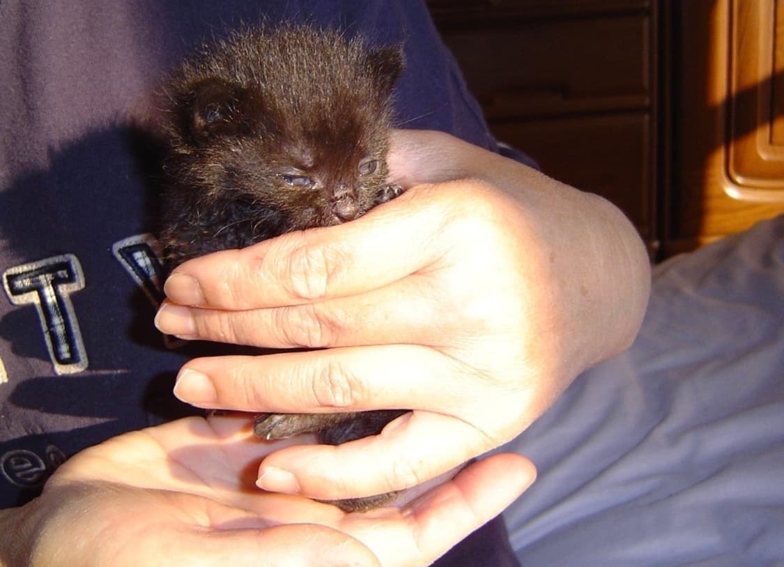 🍏 소니 사이버샷 DSC-P8 White ✨ 클래식 감성 미니디카 💕 상품이미지8