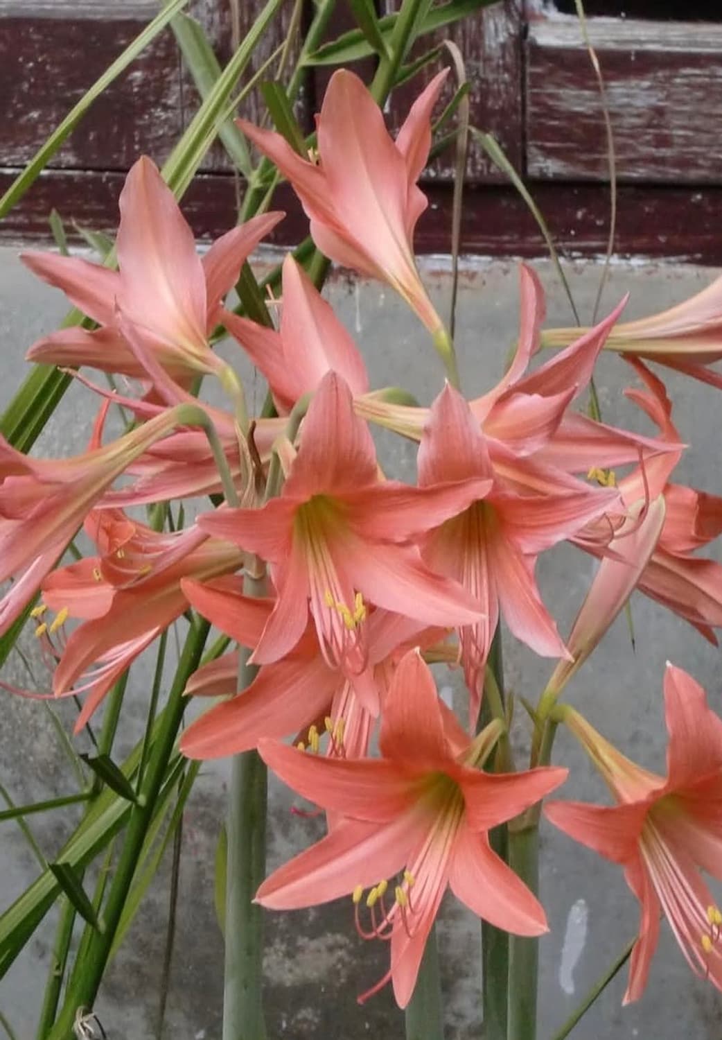 Casio Exilim EX-S12 희귀초록색🌱 메이크업모드,작례 0 상품이미지5