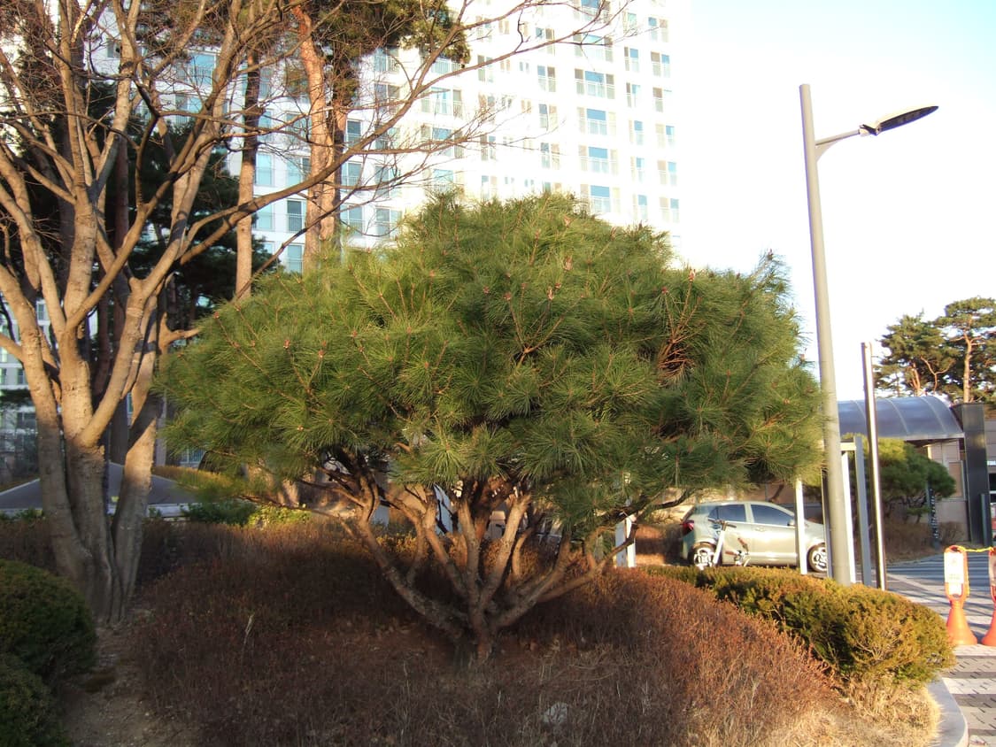 청량,필카느낌) Fujifilm FinePix F10 후지 파인픽스 디카 상품이미지5