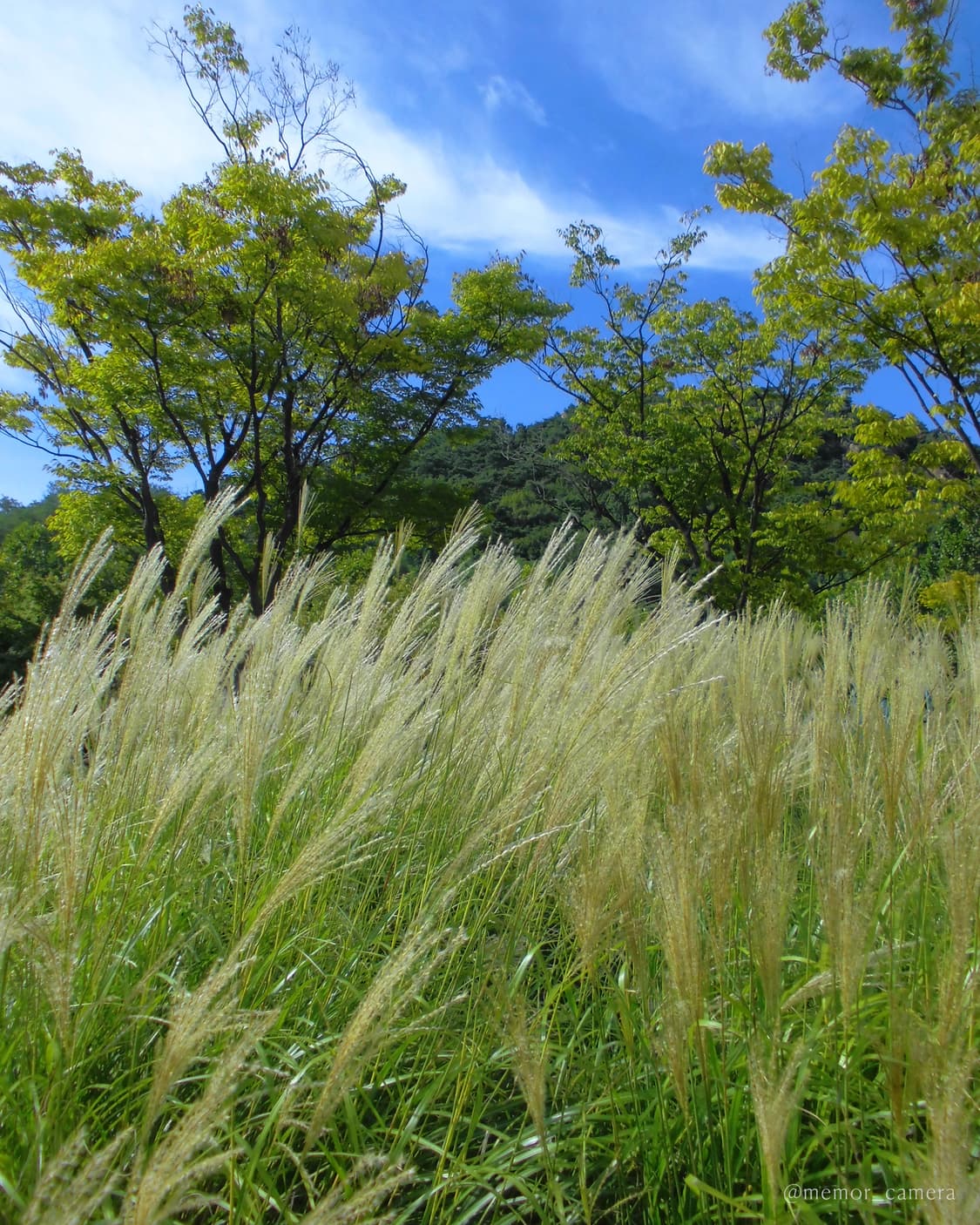 수채화 느낌 작례 🎨 CASIO EXILIM EX-Z900 카시오 디카 상품이미지7