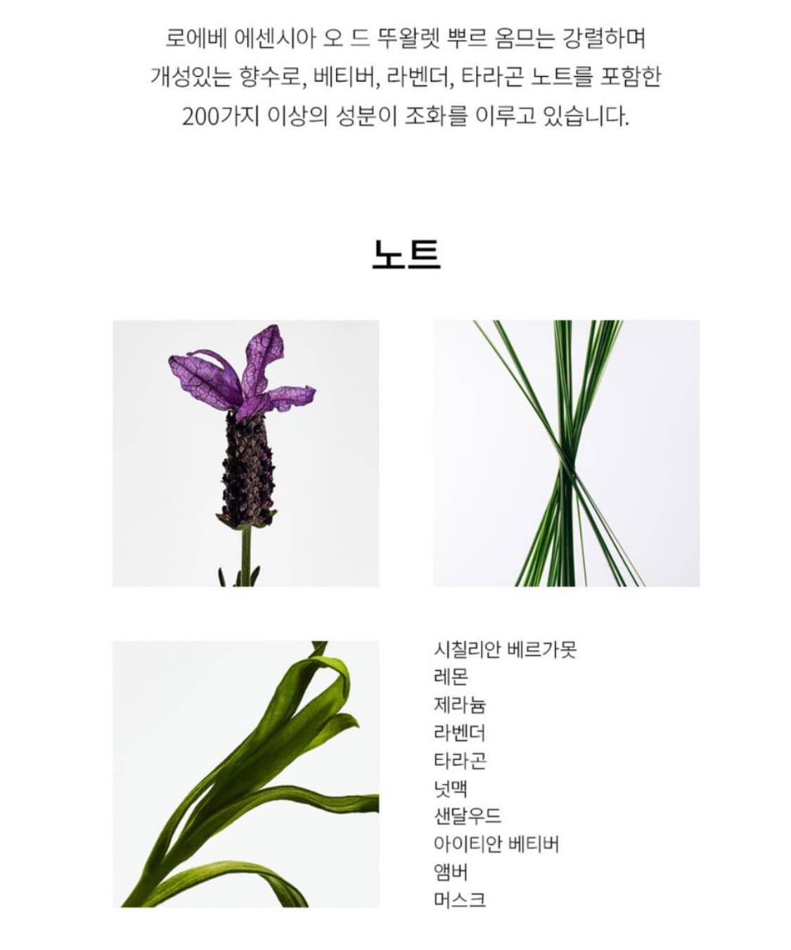 로에베 에센시아 향수 상품이미지8