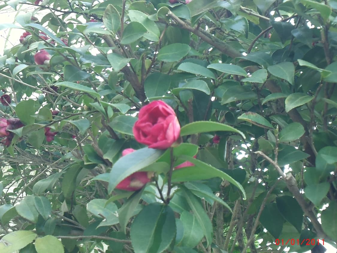 독일 아그파 AgfaPhoto Eclipse Explorer 상품이미지10