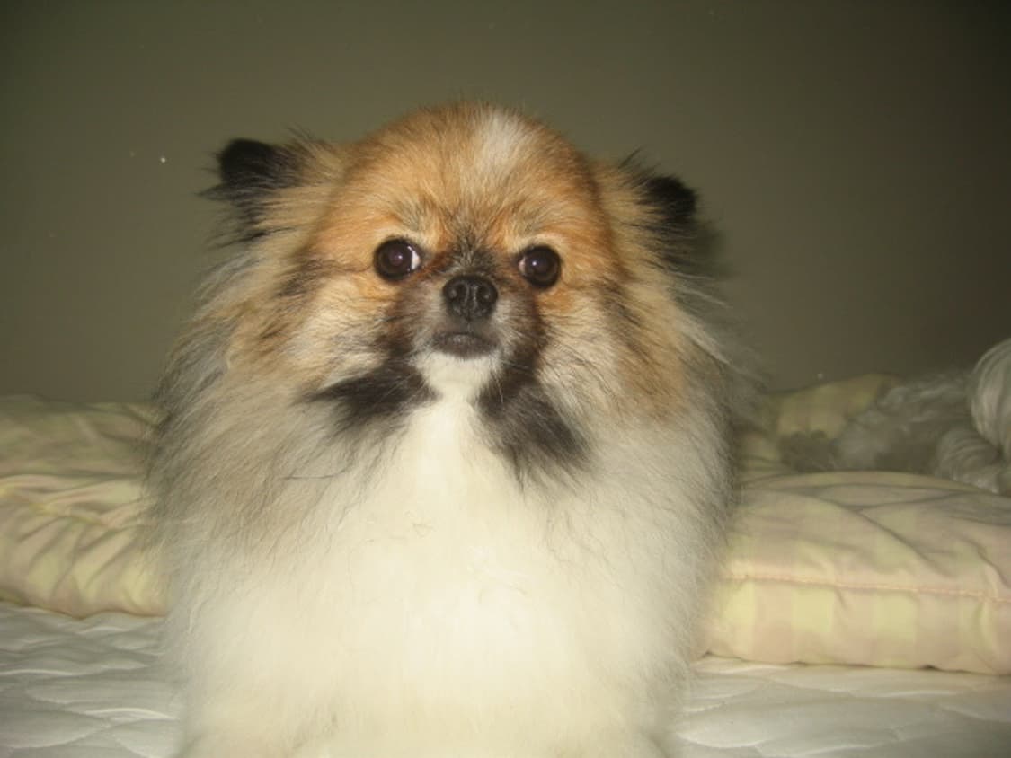 작례O) Canon IXY 600 = ixus 700 캐논 디카 상품이미지8