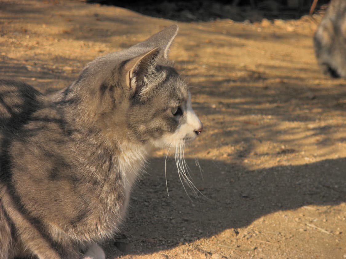올림푸스 뮤 5000 블루 디지털카메라 (작례ㅇ) 상품이미지6