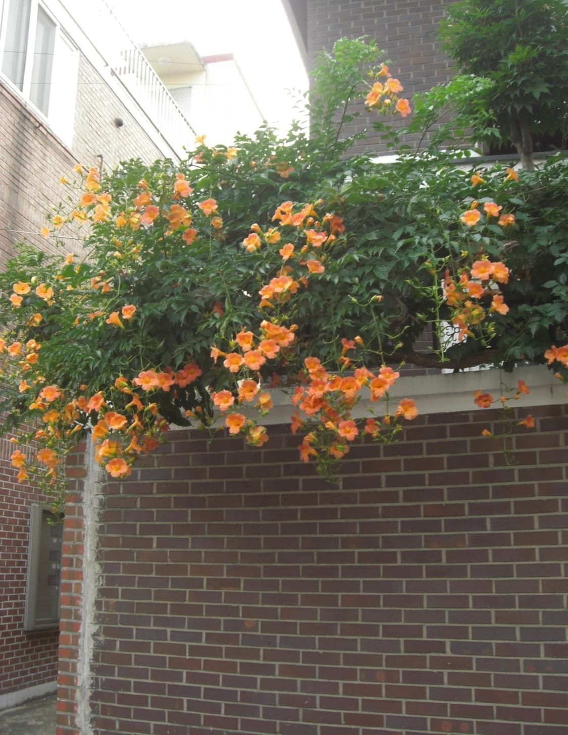 카시오 엑슬림 판매 상품이미지5