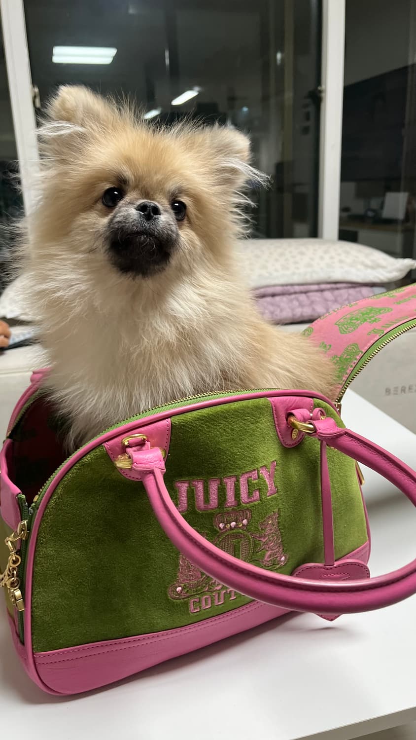 초레어! 쥬시꾸뛰르 가나디 이동가방 상품이미지1